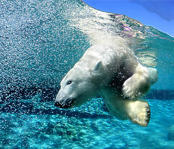 Sukelduv jääkaru